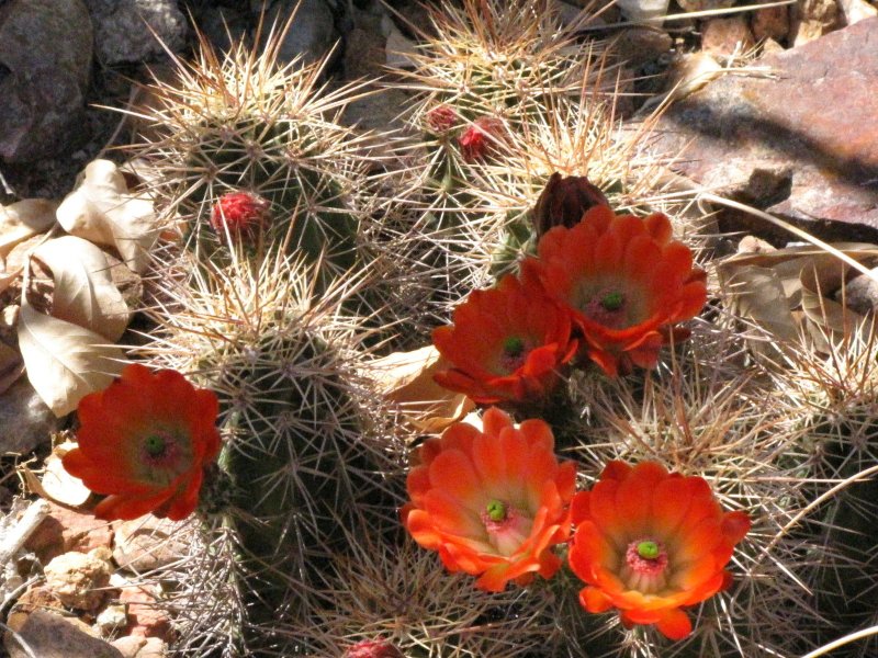 E_coccineus7.JPG