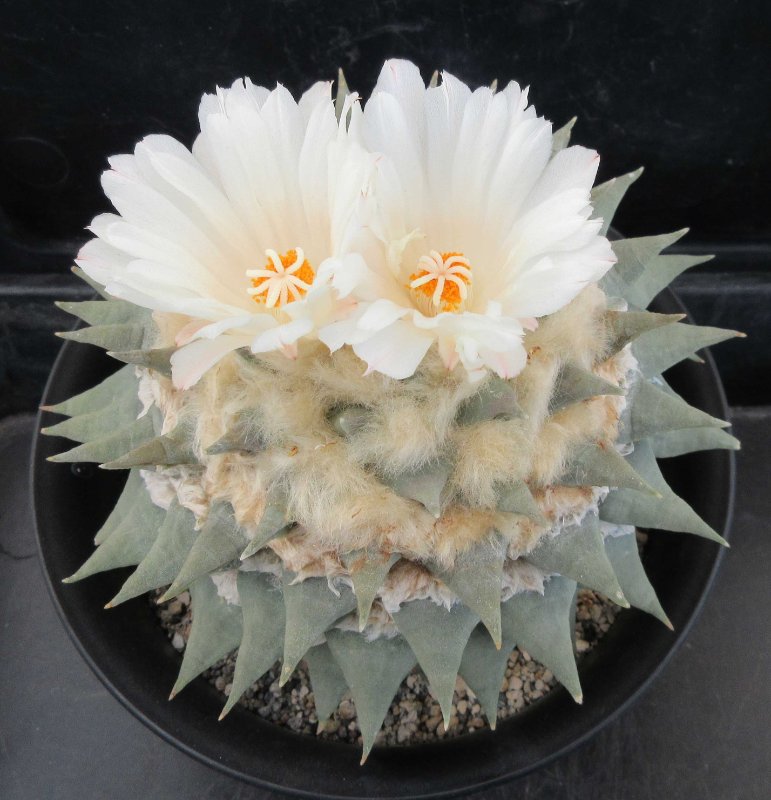 A. retusus