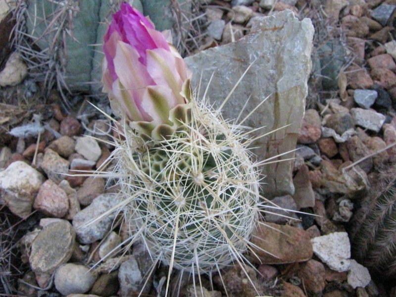 T_bicolor var bolaensis or flavidispinus.JPG