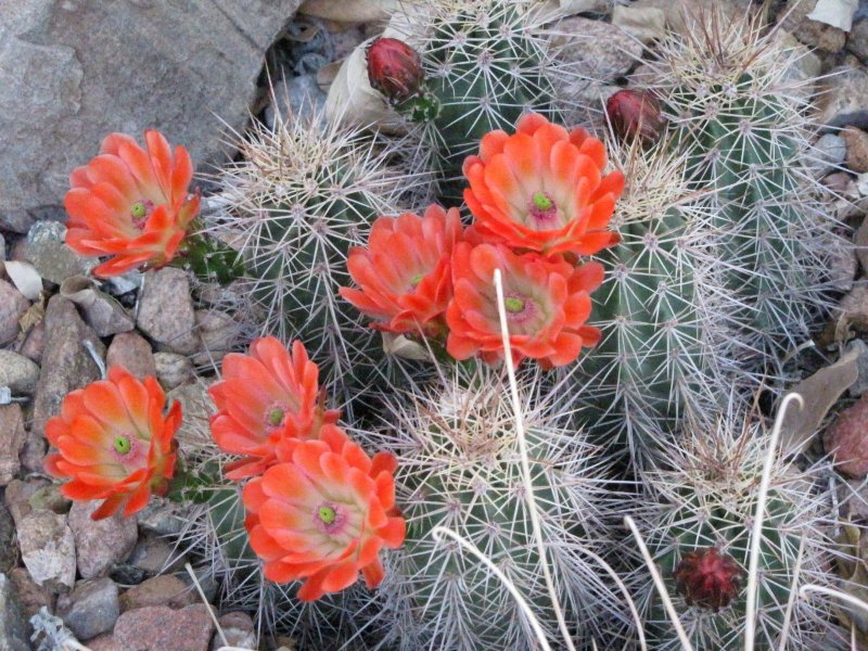 E_coccineus ssp rosei.JPG