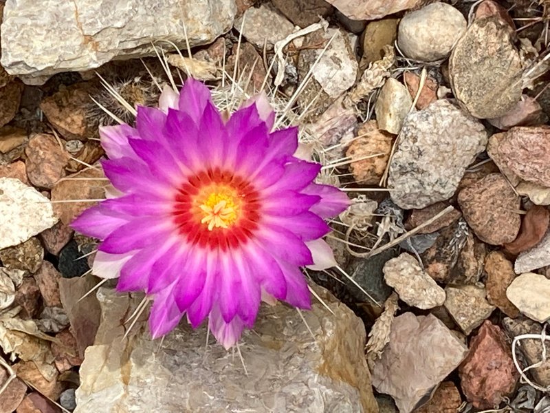 T_bicolor var bolaensis or flavidispinus2.jpg