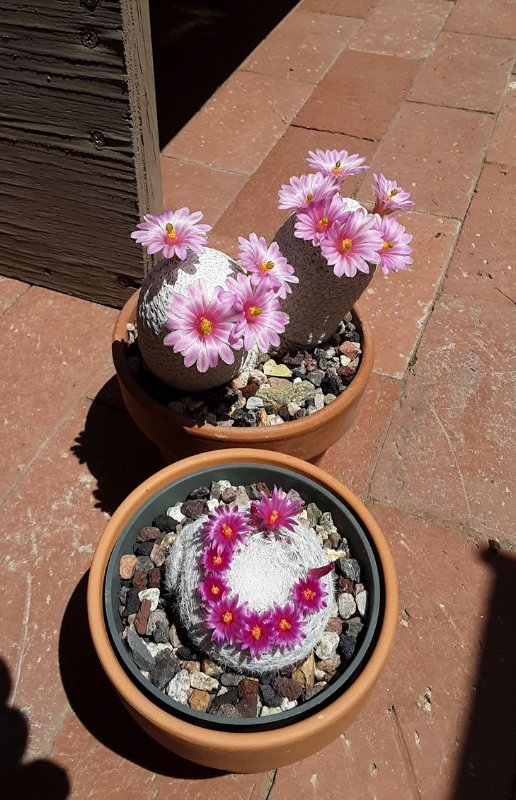 Mammillaria herrerea , humboltii