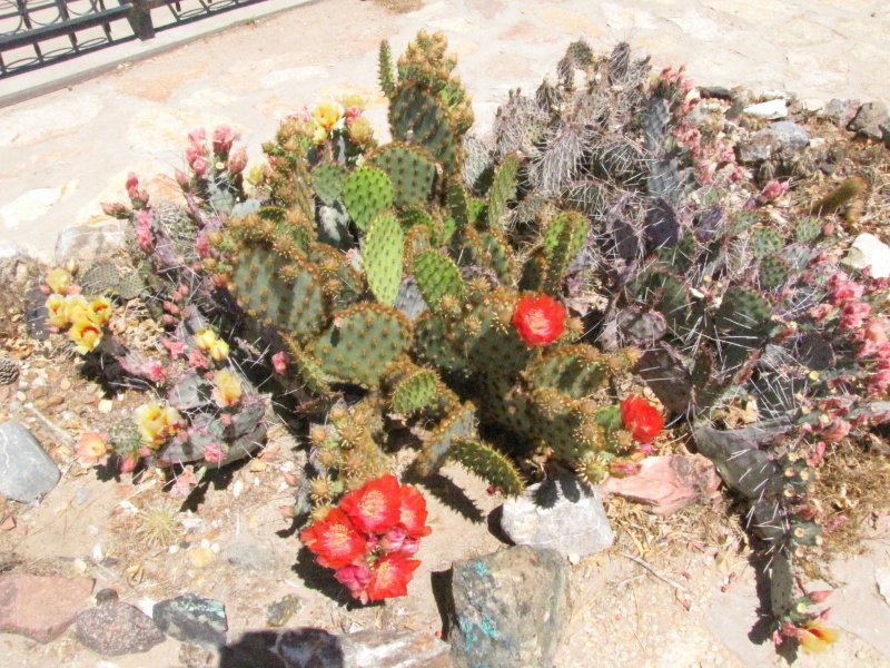 Cactus Flower Bed2.JPG