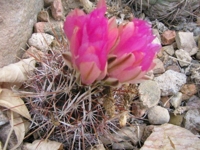 Thelocactus bicolor2.JPG