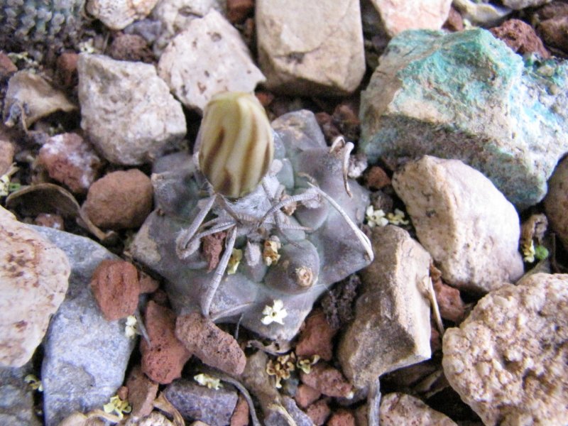 Turbinicarpus5.JPG