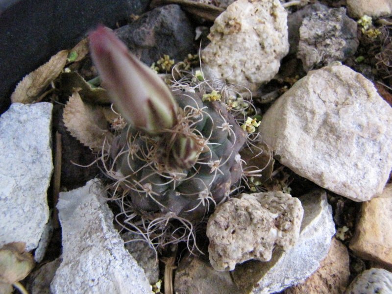 Turbinicarpus6.JPG