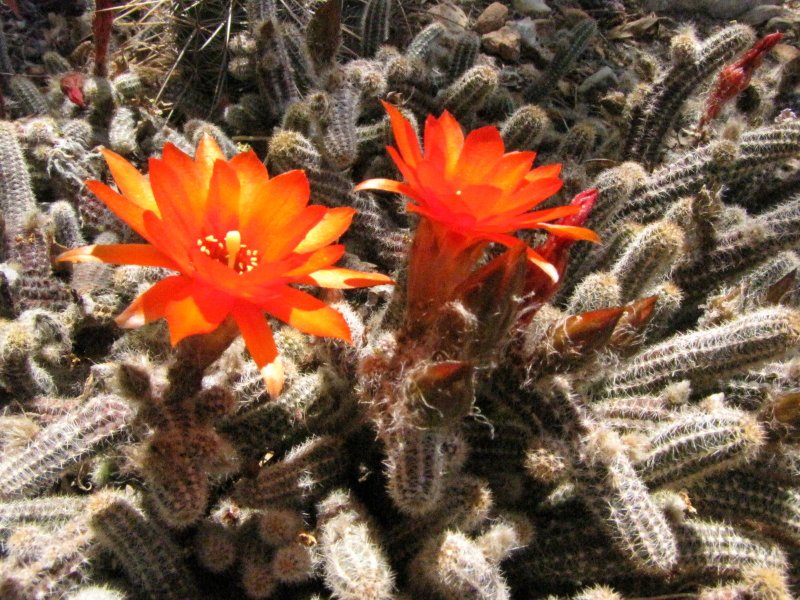 Echinop_chamaecereus2.JPG