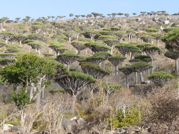 Dracaena cinnabari - woodland