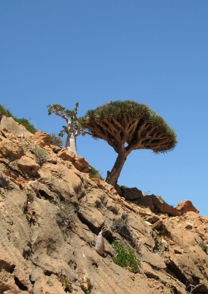 Dracaena cinnabari with Dorstenia gigas