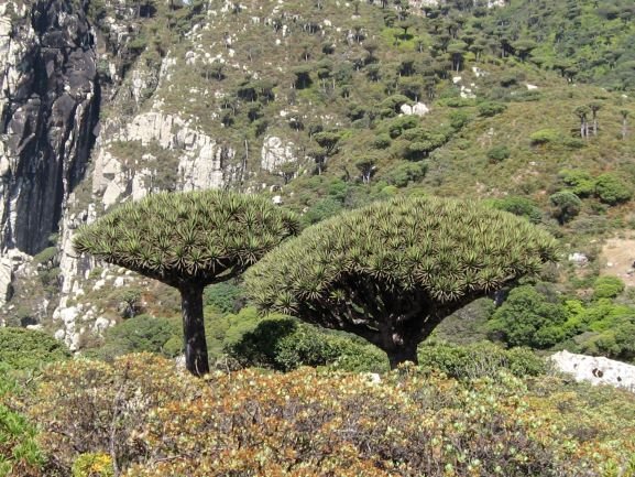 Dracaena cinnabari