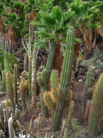 Cactualdea 10.JPG