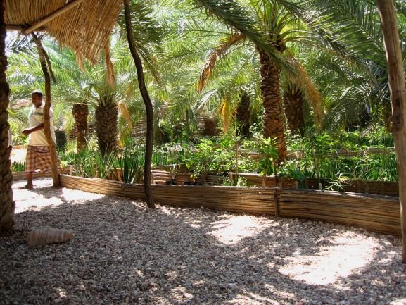 Socotra Botanic Garden  - general - resize.jpg