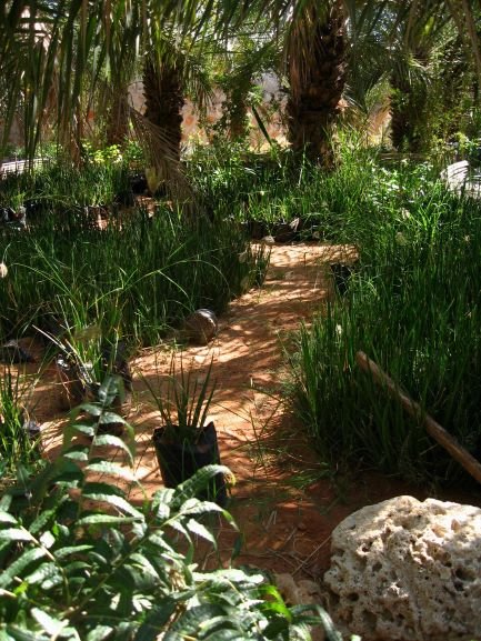 Socotra Botanic  General - 2 - resize.jpg