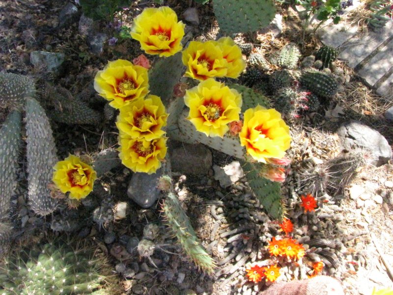 Opuntia and Echinop_chamaecereus1.JPG