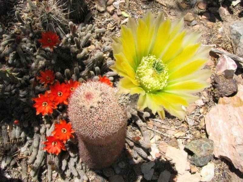 E_dasyacanthus and Echinop_chamaecereus2.JPG