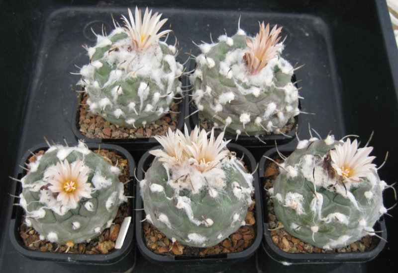 T. rioverdensis
