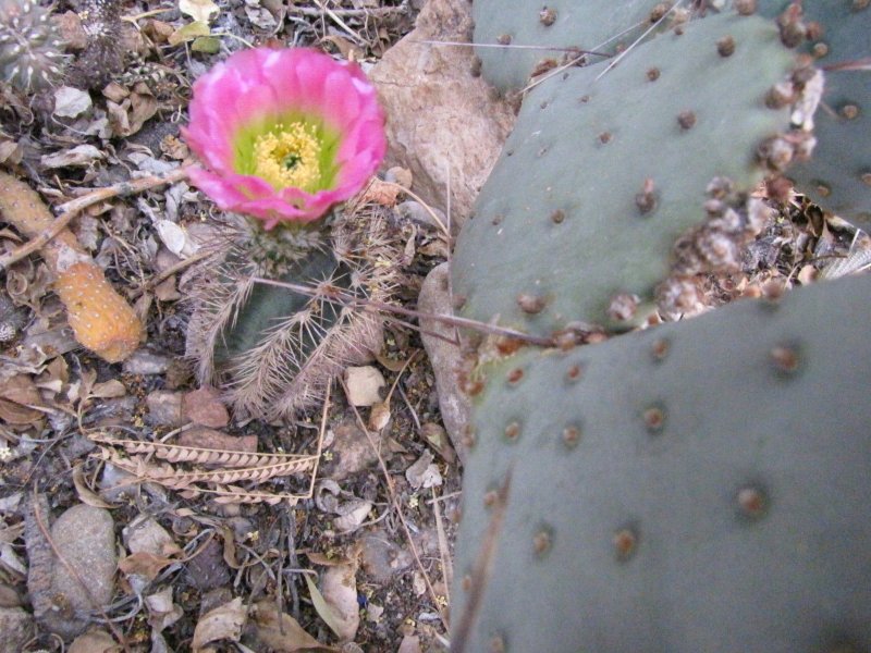 Echinocereus sp1.JPG