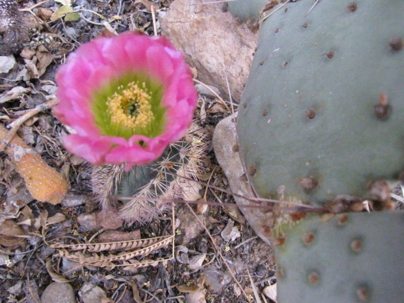 Echinocereus sp2.JPG