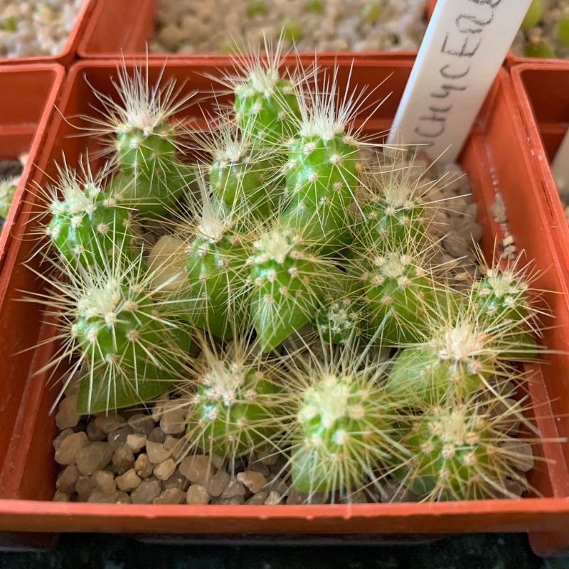 23_Pachycereus pringlei_IMG_5916.jpg