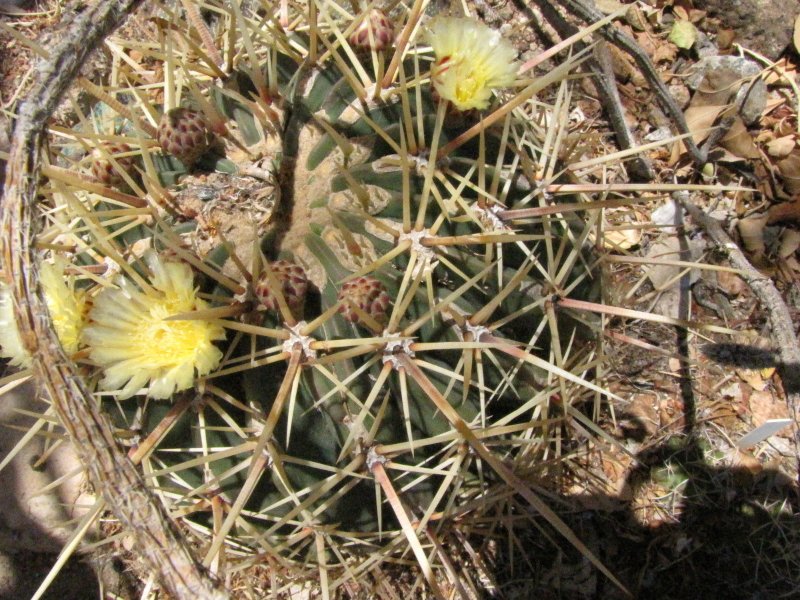 Ferocactus sp prob glaucescens1.JPG