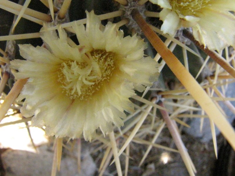 Ferocactus sp prob glaucescens3.JPG