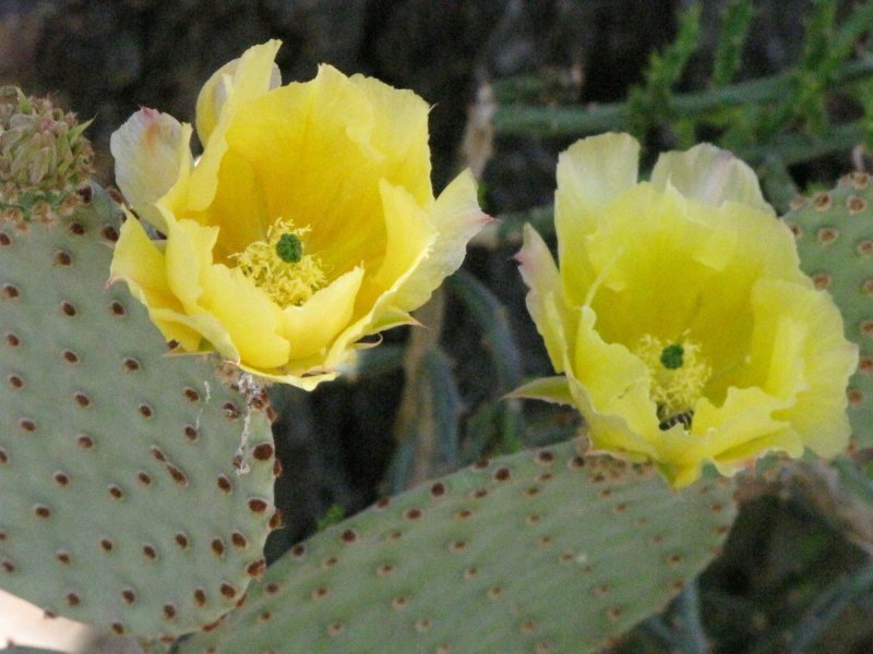 Opuntia sp poss rufida.JPG