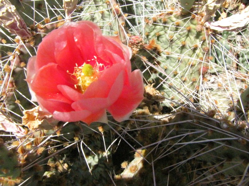 pink Opuntia sp2.JPG