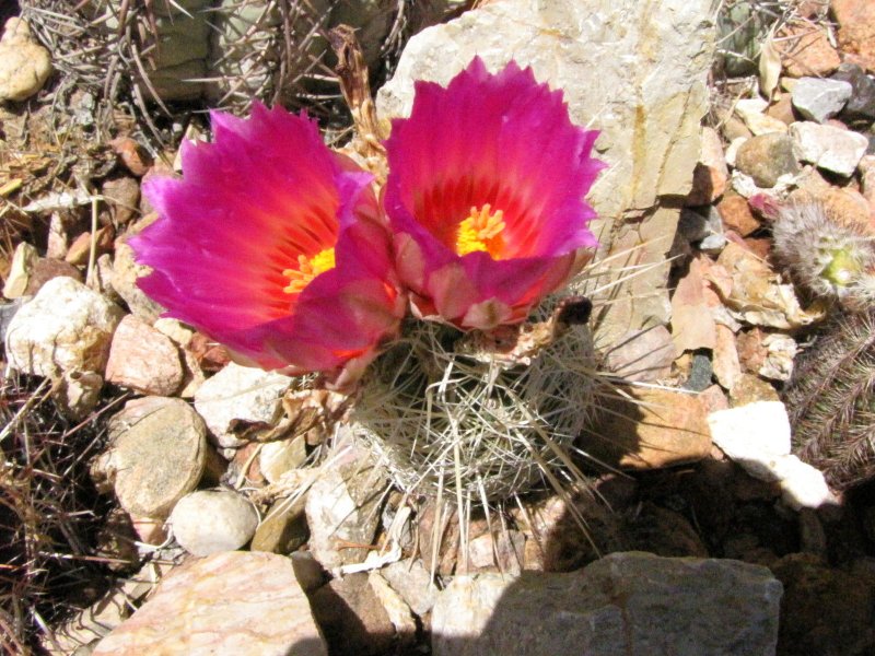 Thelo_bicolor ssp bolaensis or flavidispinus8.JPG