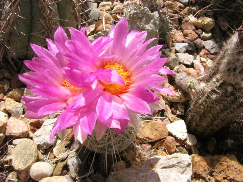 Thelo_bicolor ssp bolaensis or flavidispinus9.JPG