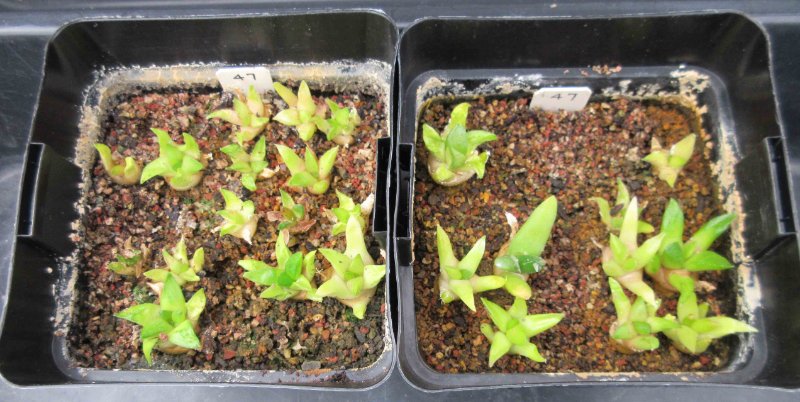 A. fissuratus seedlings sown seeds in 2013