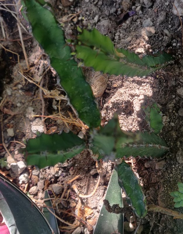 EuphorbiaTop.jpg