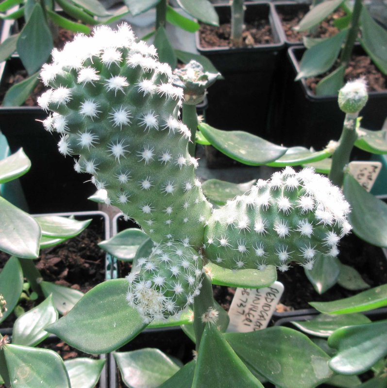 Pediocactus winkleri