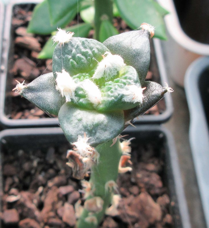 Ariocarpus hybrid, cauliflower x godzilla