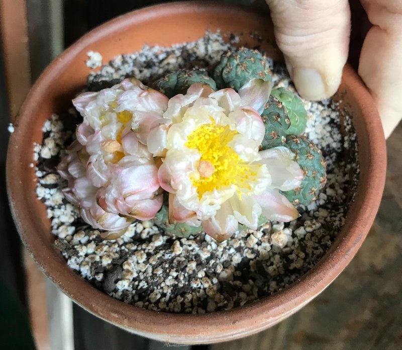 Puna bonniae_first time blooming_3_ 2021.jpg