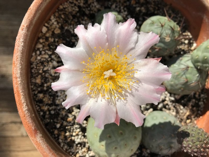 Tethrocactus geometricus_bloom_top_2021.jpg