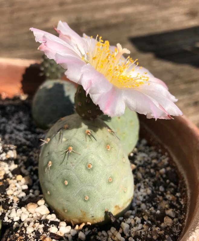 Tethrocactus geometricus_bloom_side_2021.jpg