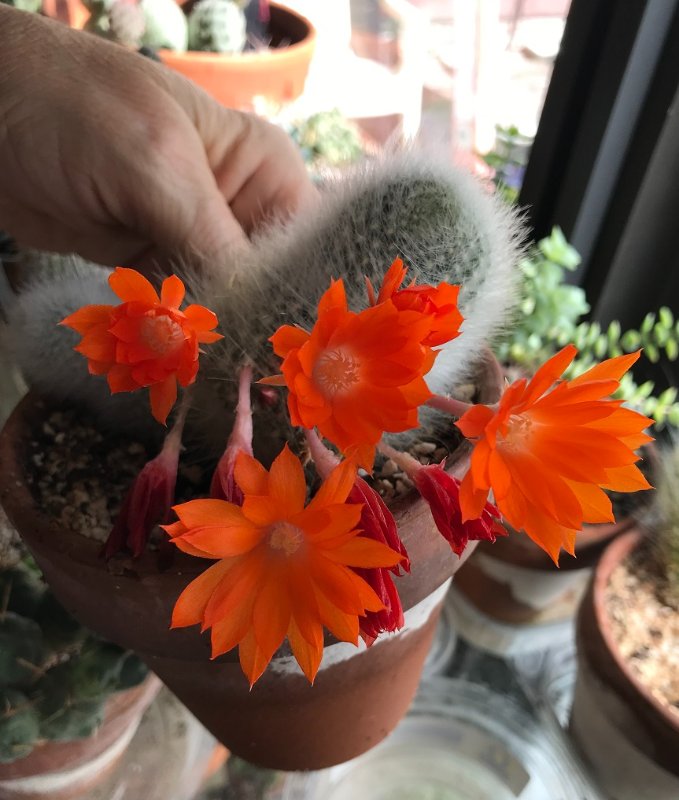 Rebutia heliosa red blooming_2_bloom 2021.jpg