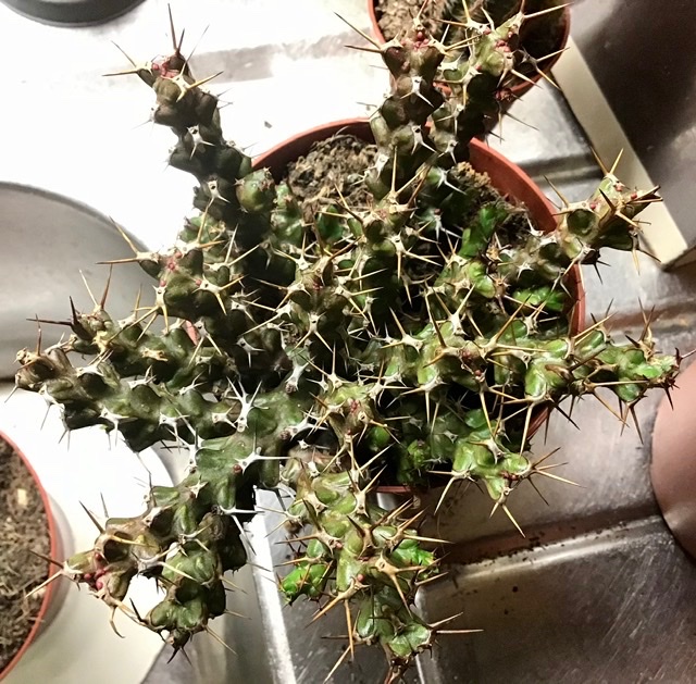 A very spiny Euphorbia