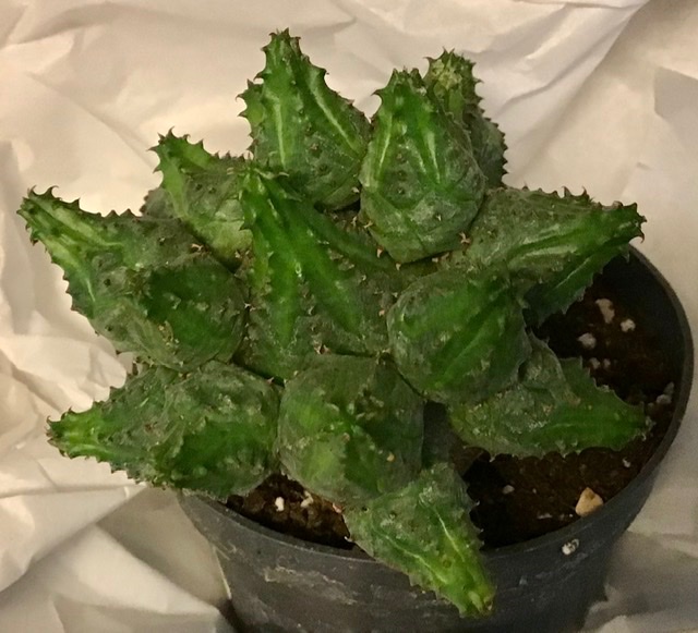 Euphorbia pseudoglobosa I belive?