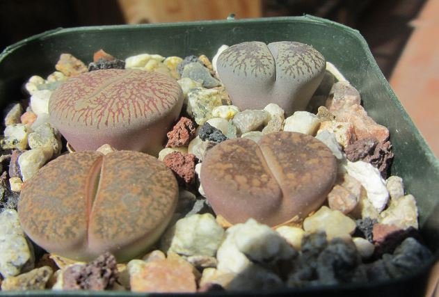 Lithops full of water