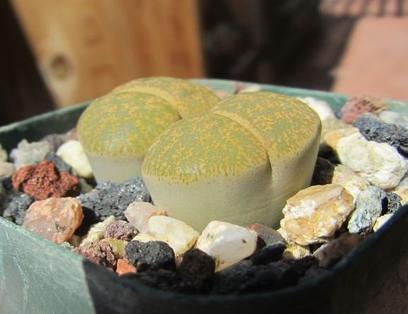 Lithops full of water