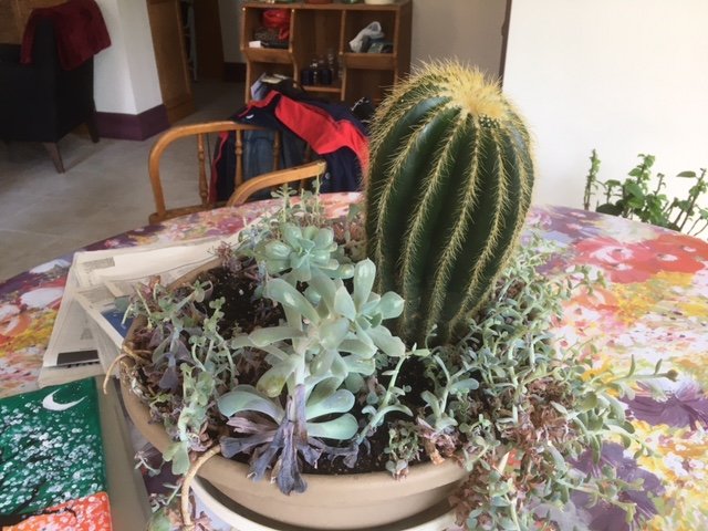Mary Ann's cactus.JPG