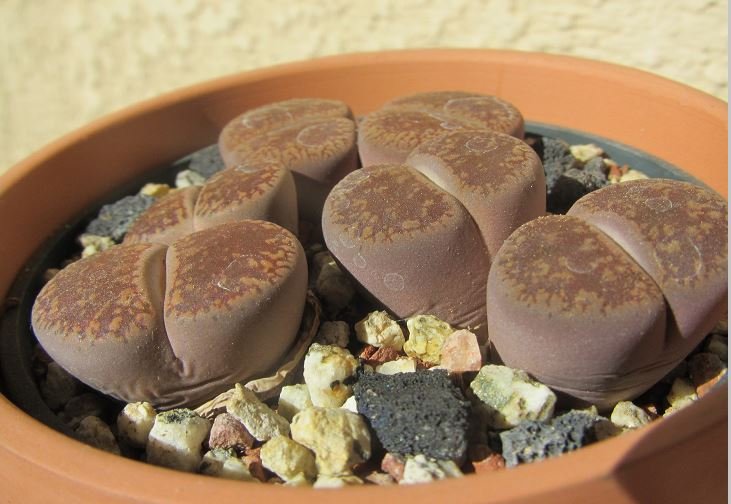 Lithops