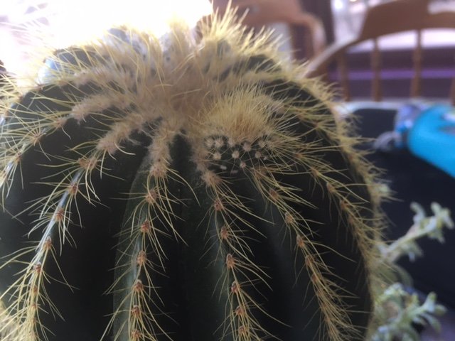 Mary Ann's cactus 2.JPG