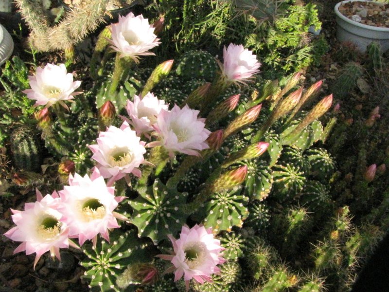 Echinopsis eyriesii 2.JPG