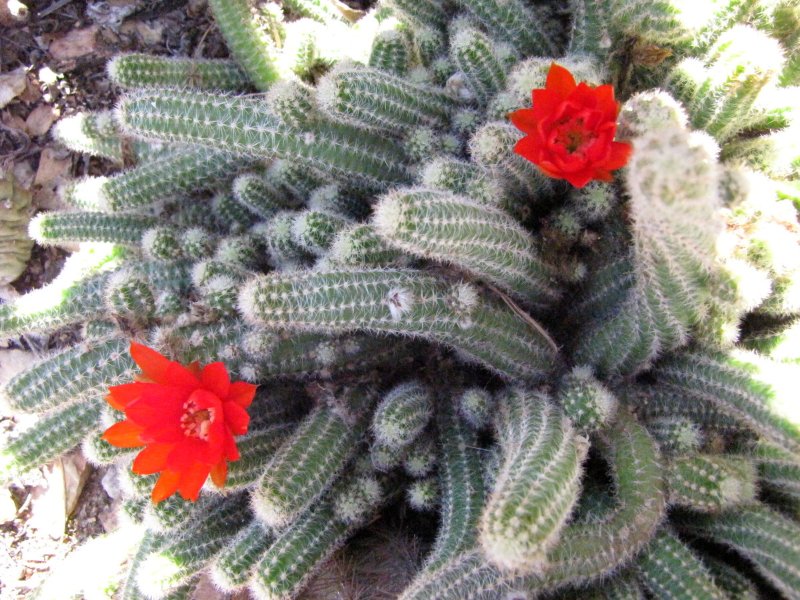 Echinop_chamaecereus5.JPG