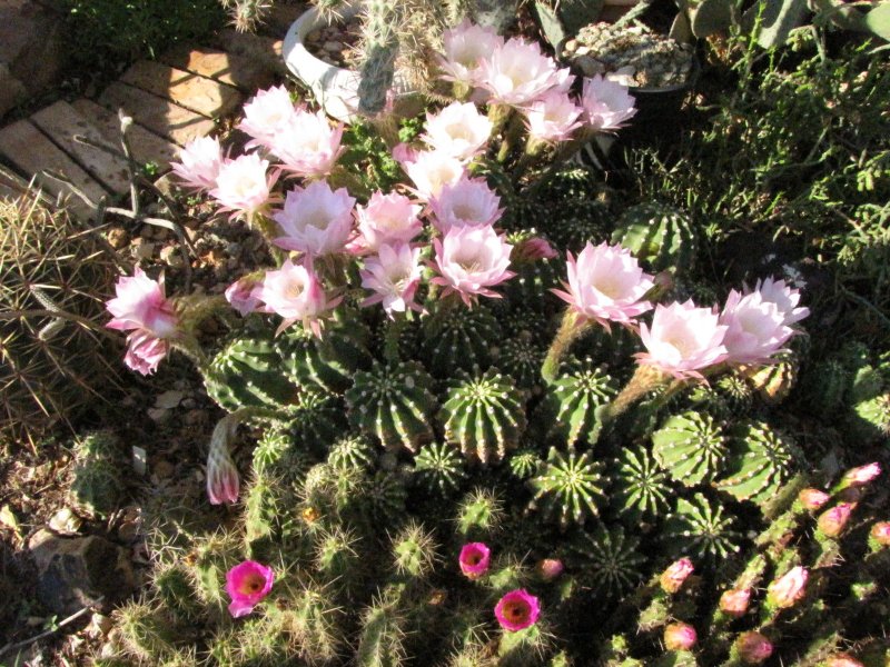 Echinopsis eyriesii and  E_cinarescens plus pentalophus.JPG