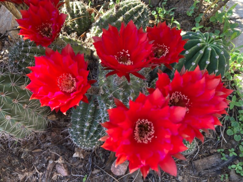 Echinopsis5.jpg