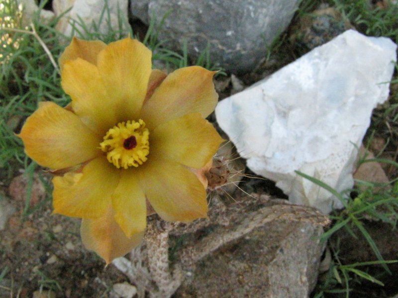 Pterocactus tuberosus2.JPG