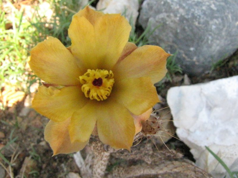 Pterocactus tuberosus3.JPG